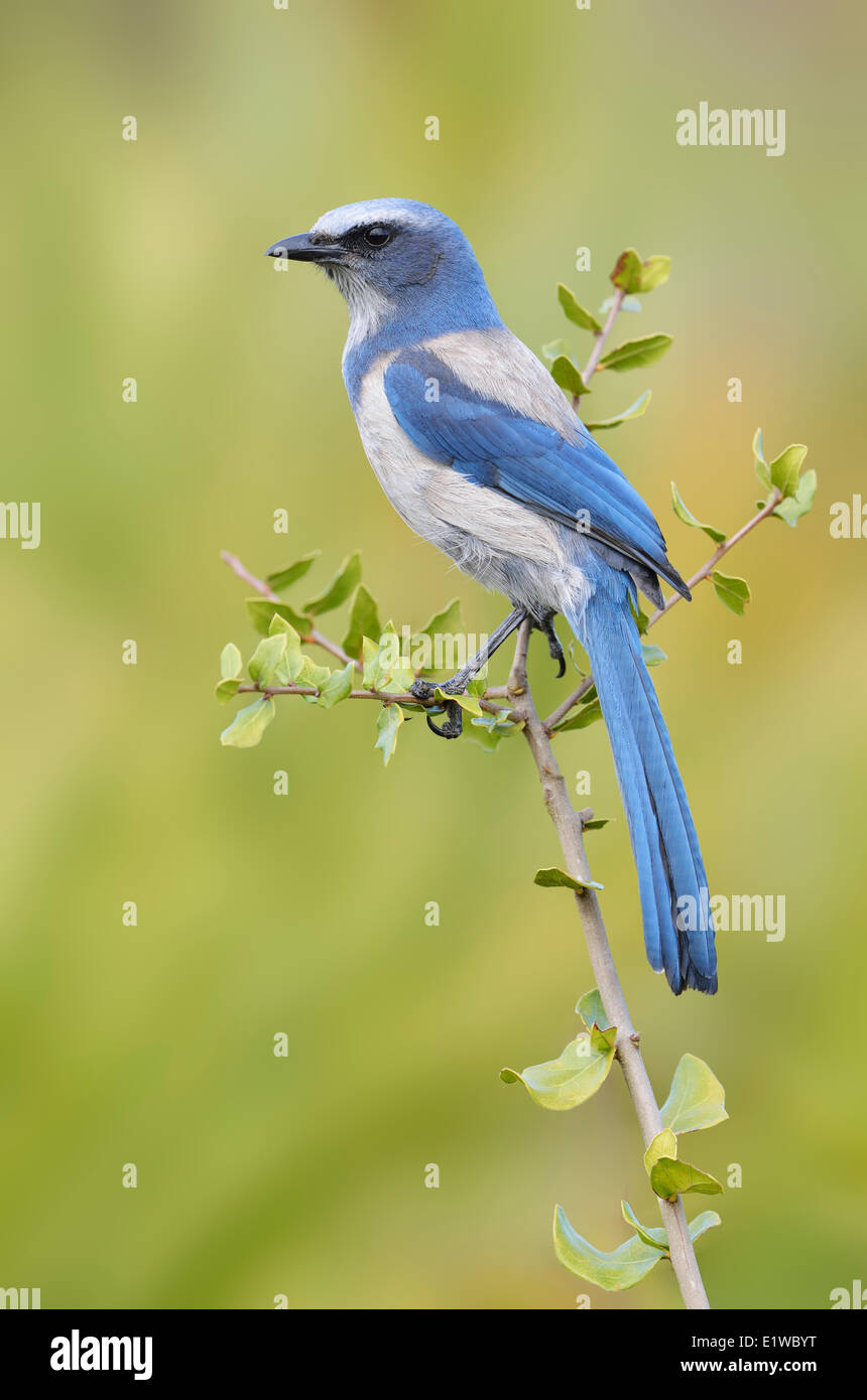 Florida Scrub Jay (Aphelocoma Coerulescens) - Cruickshank Heiligtum, Florida Stockfoto