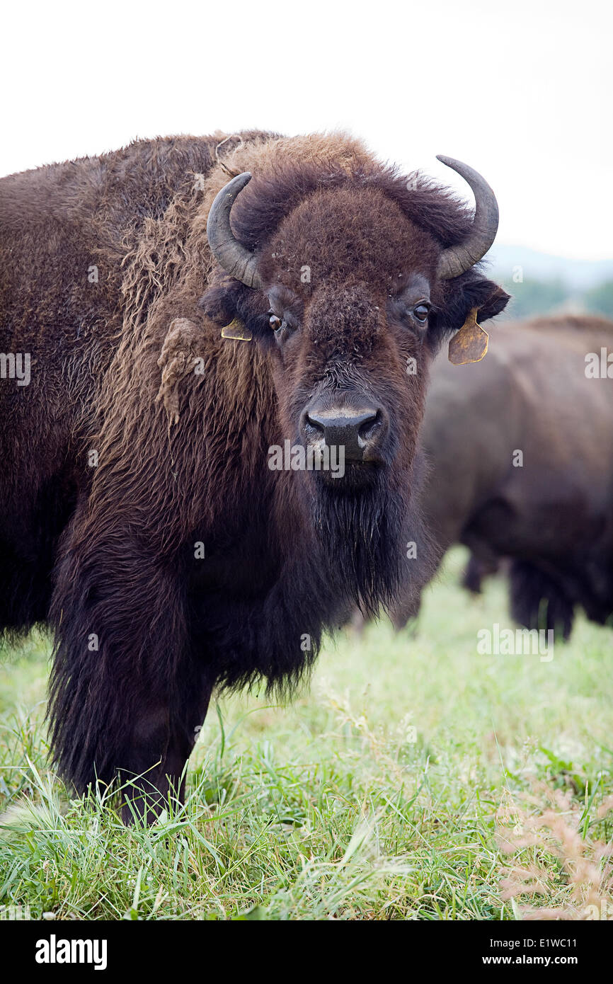 Ebenen Bison, Alberta, Kanada Stockfoto