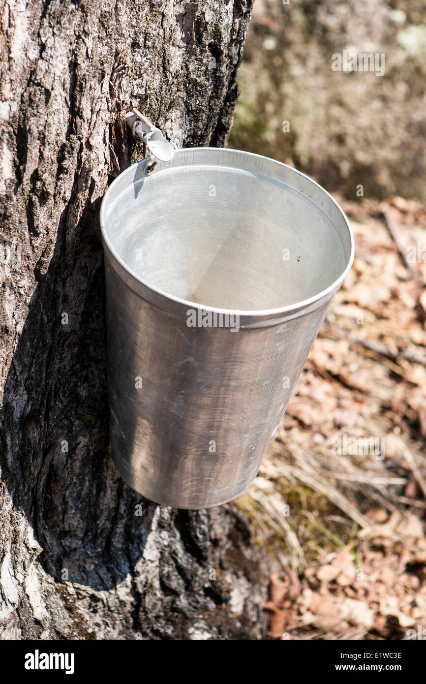 Ahorn SAP-Kollektion für die Herstellung von Ahornsirup, Saint Faustin, Quebec. © Allen McEachern. Stockfoto