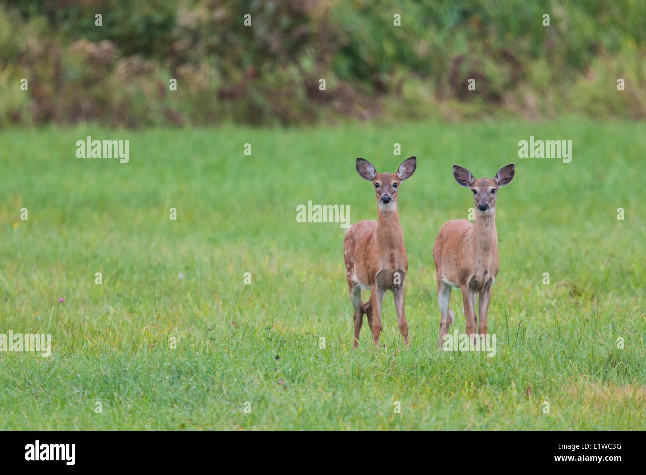 Zwei Kitze White Tail Rotwild (Odocoileus Virginianus) in der Nähe von La Conception, Quebec. © Allen McEachern. Stockfoto