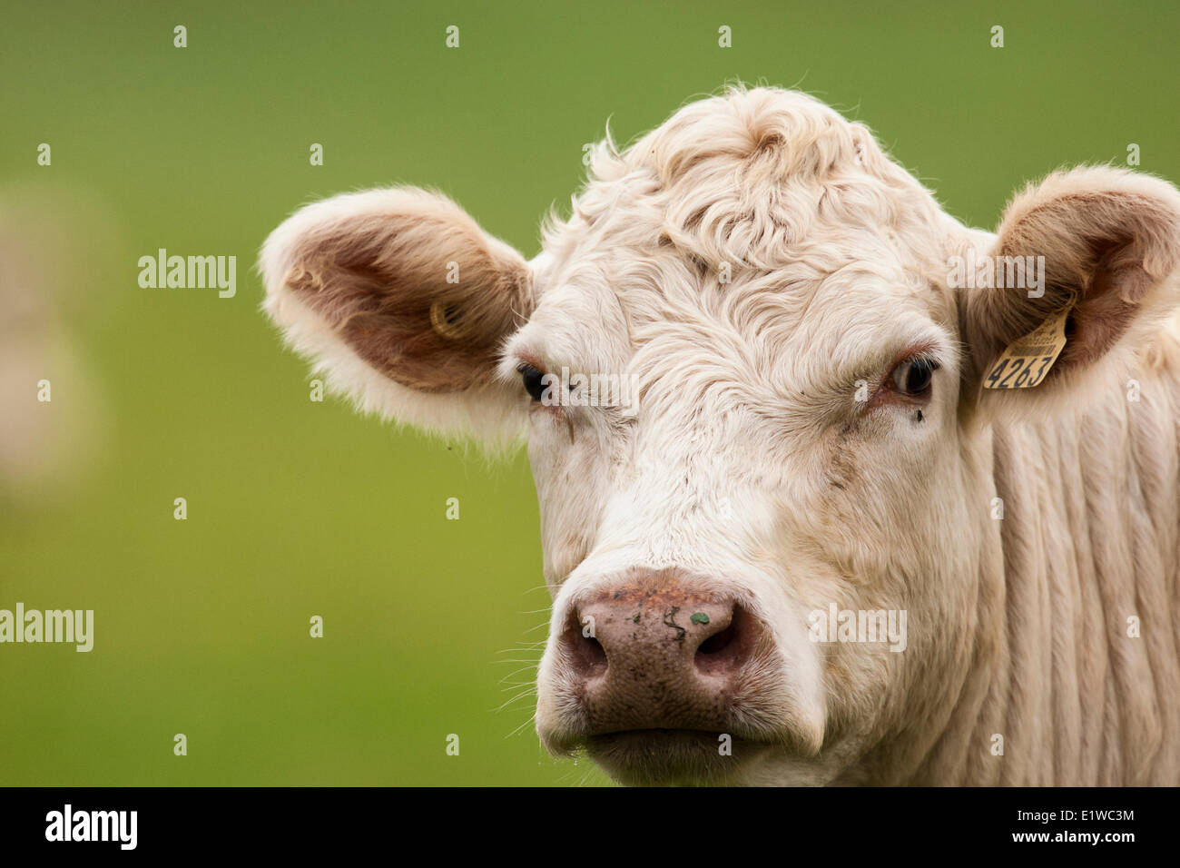 Charolais Rind (Bos Taurus) züchten ein Rind Rinder Charolais in Charolles in Frankreich entstanden. © Allen McEachern Stockfoto