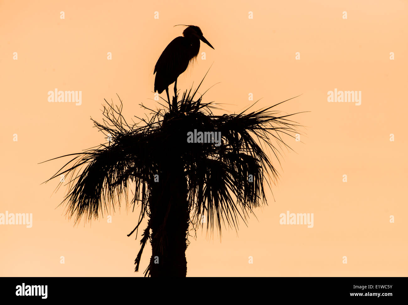 Great Blue Heron (Ardea Herodias) - Viera Feuchtgebiete Florida Stockfoto