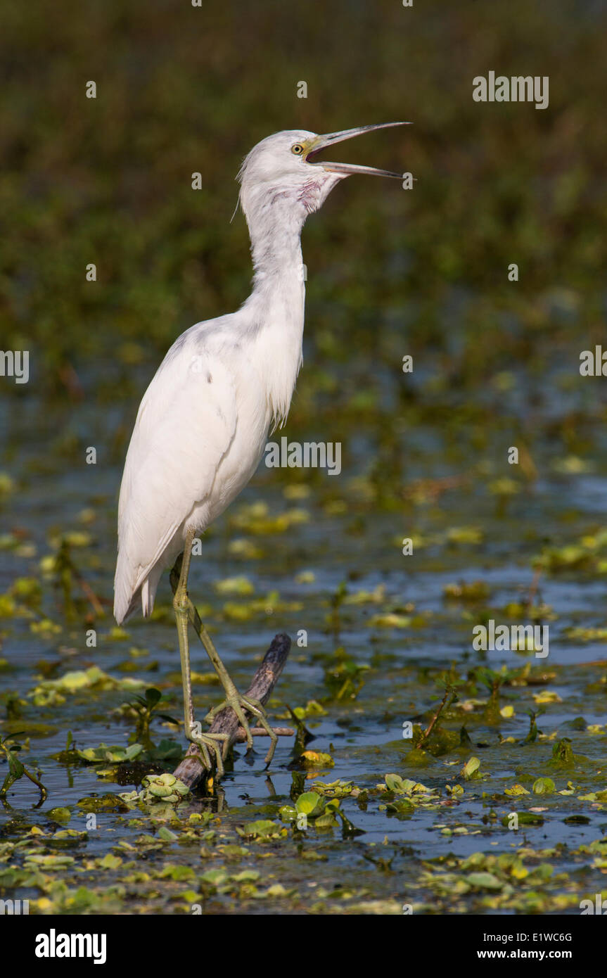 Little Blue Heron (Egretta Caerulea)-Florida Stockfoto