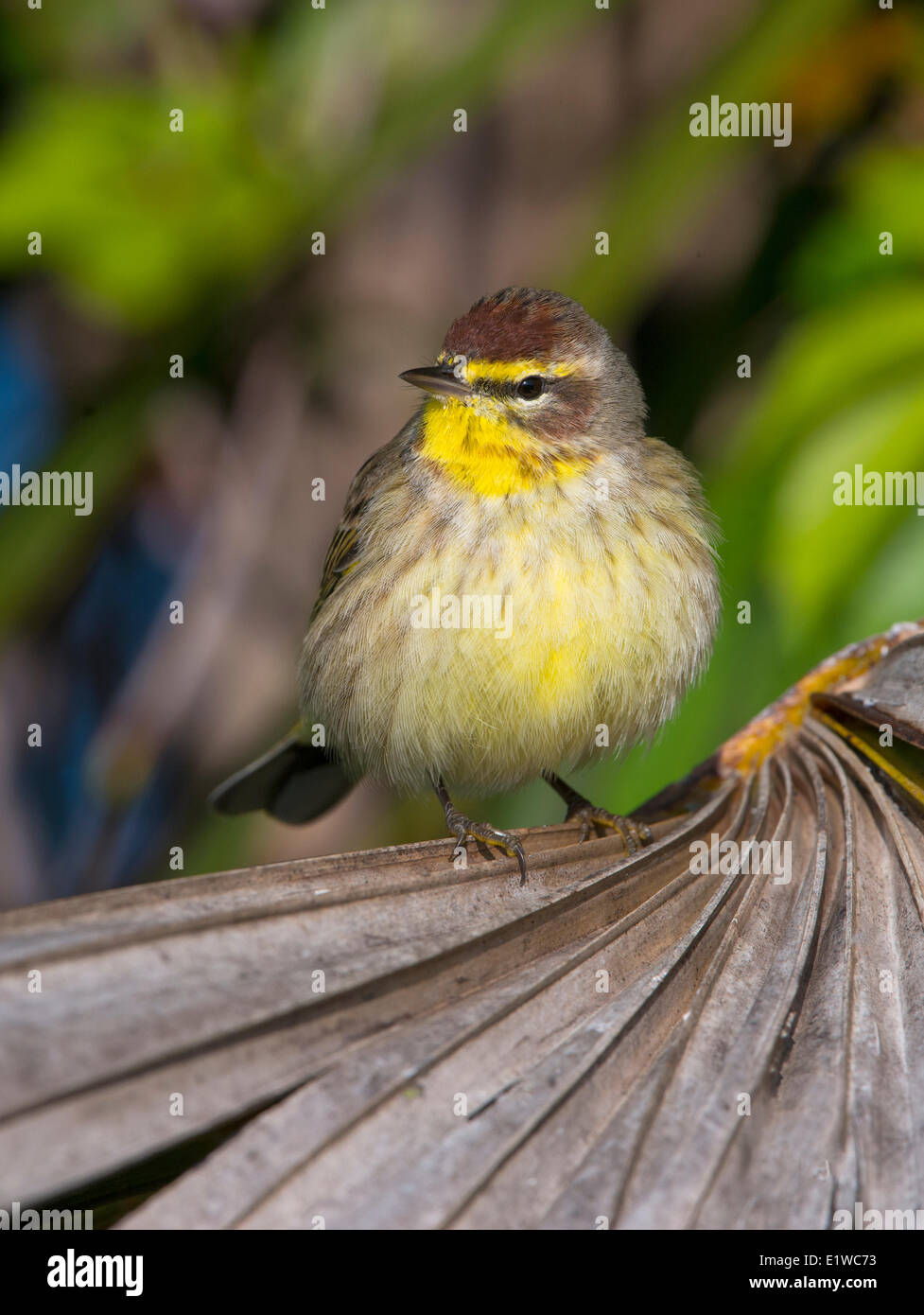Palm Warbler (Setophaga Palmarum) - Venedig Rookery, Florida Stockfoto