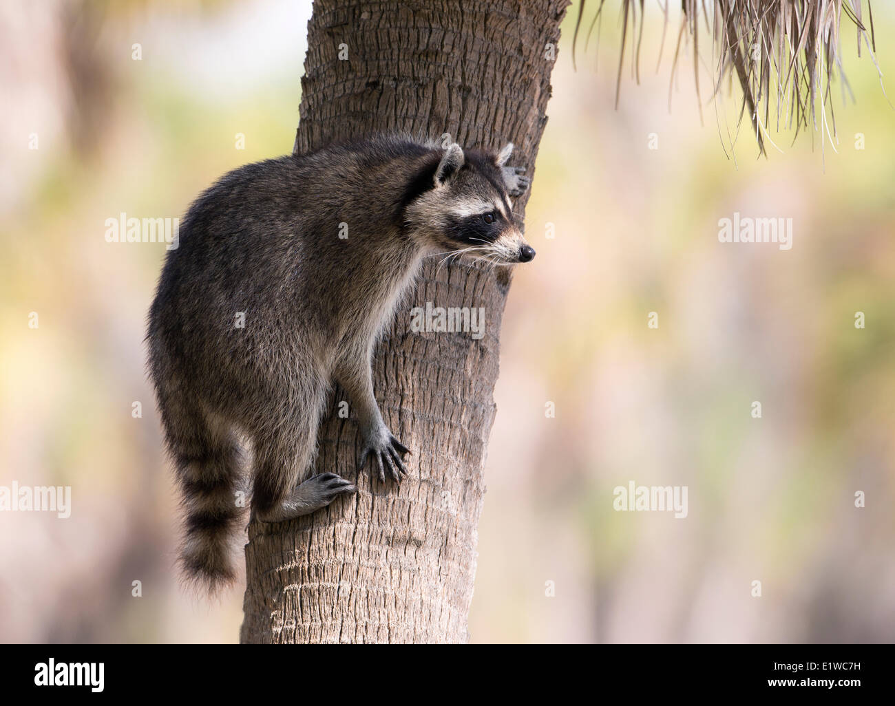 Waschbär (Procyon Lotor) - Fort Desoto State Park, Florida Stockfoto