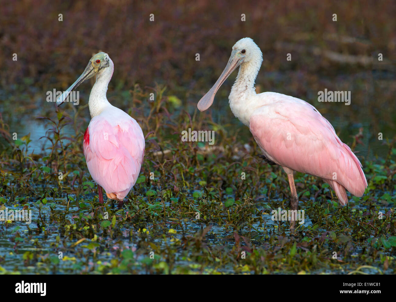 Rosige Löffler (Platalea Ajaja) - Kreis B Bar Reserve, Florida Stockfoto