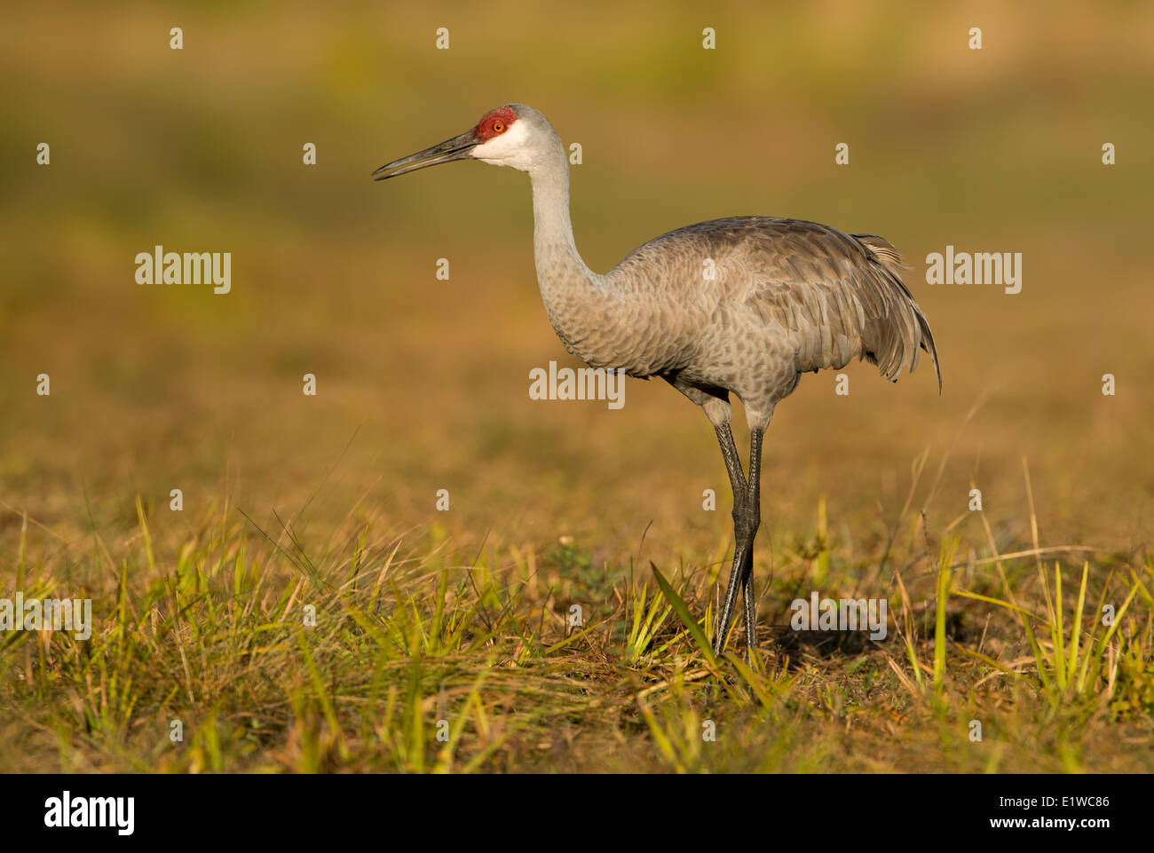 Sandhill Kran (Grus Canadensis) - Florida Stockfoto