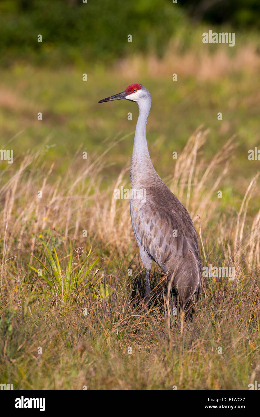 Sandhill Kran (Grus Canadensis) - Florida Stockfoto