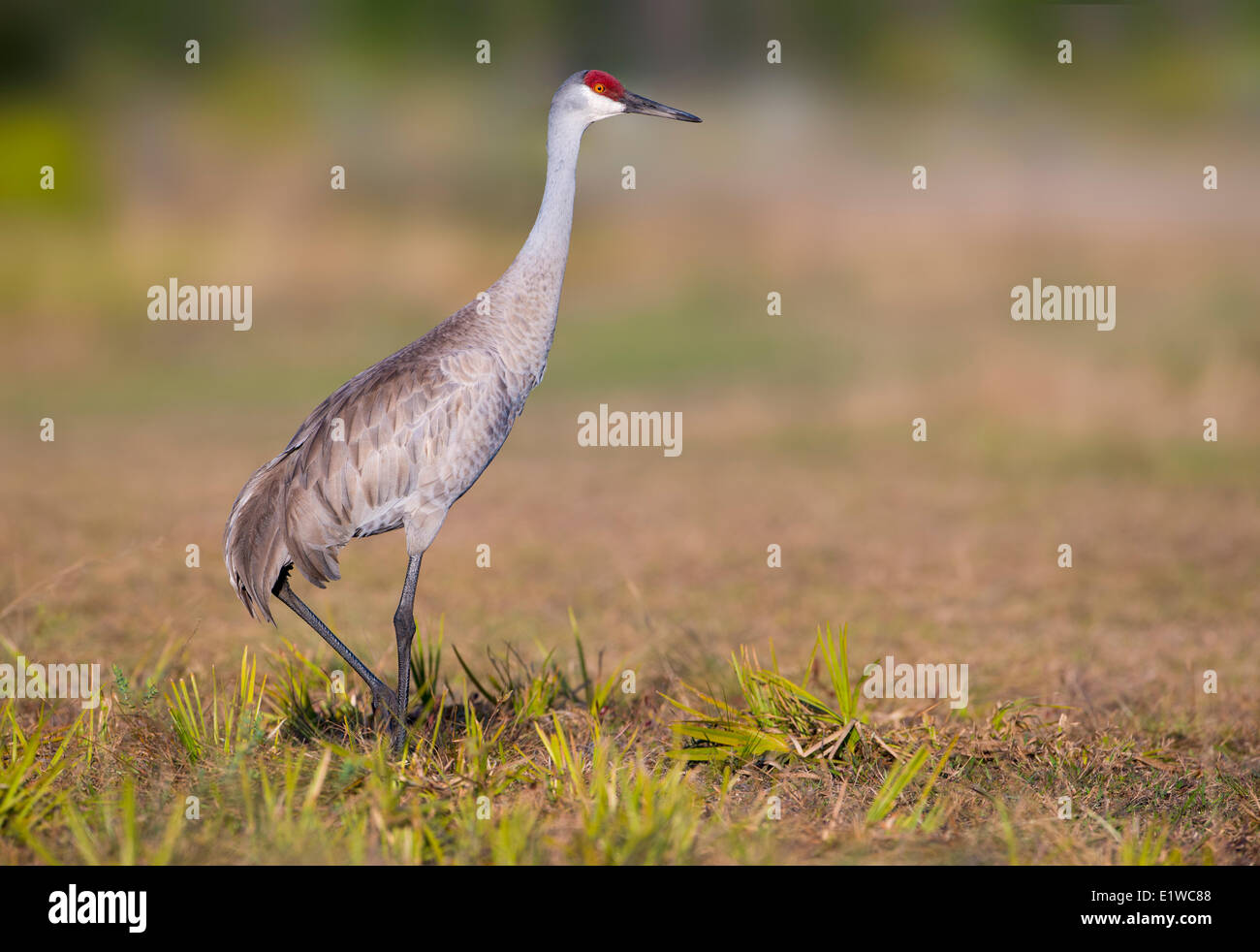 Sandhill Kran (Grus Canadensis) - Florida Stockfoto