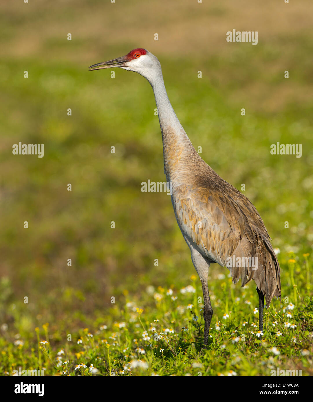 Sandhill Kran (Grus Canadensis) - Florida Stockfoto