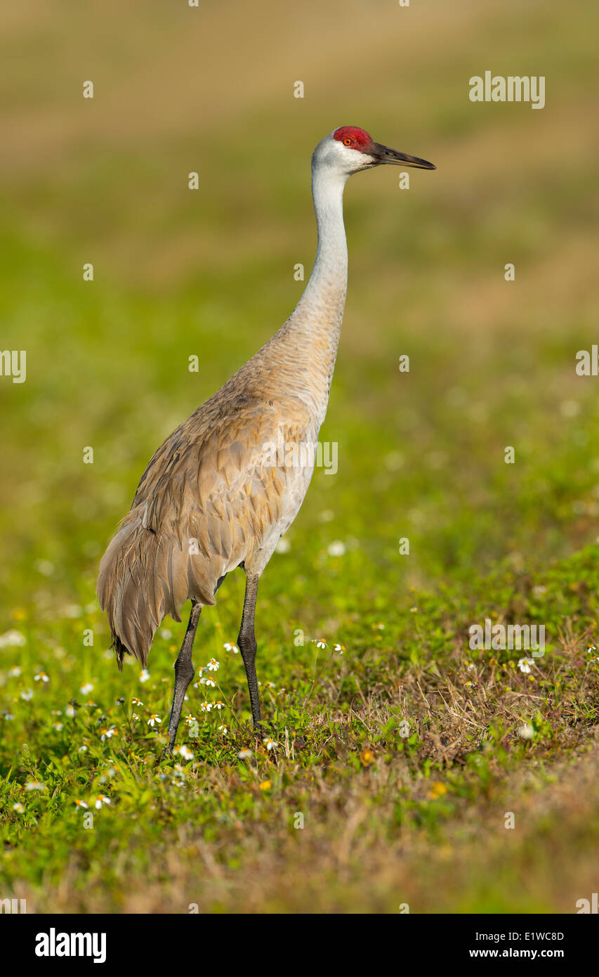 Sandhill Kran (Grus Canadensis) - Florida Stockfoto