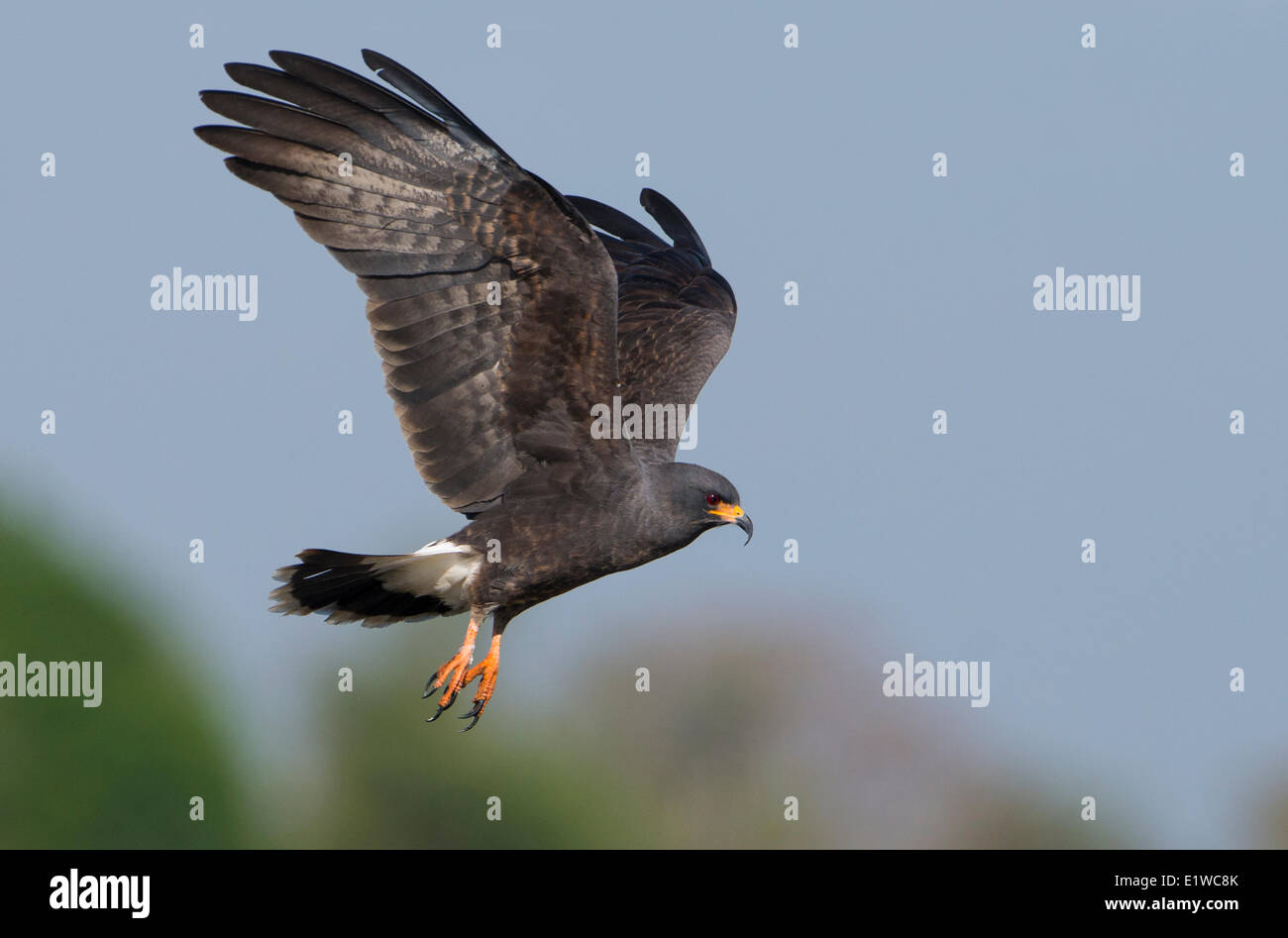Schnecke Kite (Rostrhamus Sociabilis) - West Lake Tohopekaliga, Kissimmee Florida Stockfoto