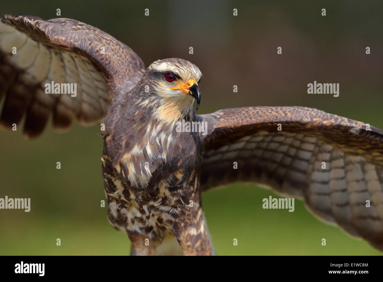 Schnecke Kite (Rostrhamus Sociabilis) - West Lake Tohopekaliga, Kissimmee Florida Stockfoto