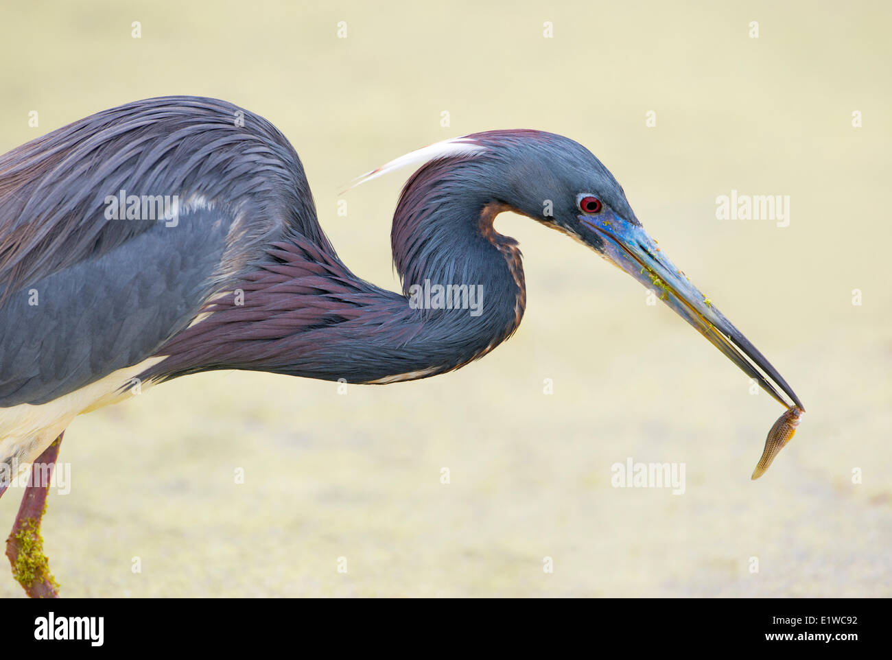 Dreifarbige Heron (Egretta Tricolor) - Florida Stockfoto