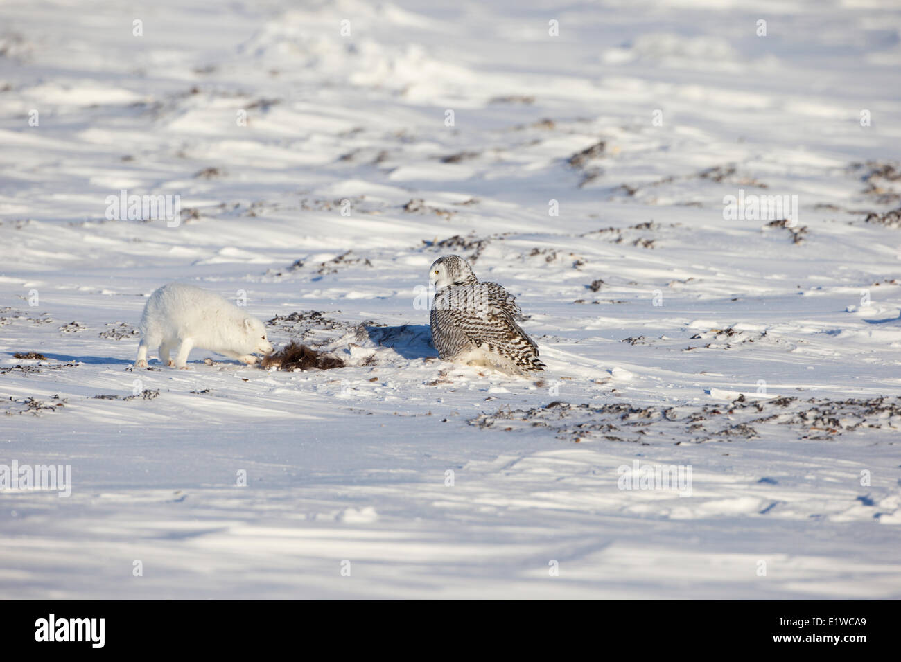 Polarfuchs (Alopex Lagopus) Schnee-Eule (Bubo Scandiacus) mit Schrott Moschusochsen (Ovibos Moschatus) Westküste Hudson Bay südlich Stockfoto