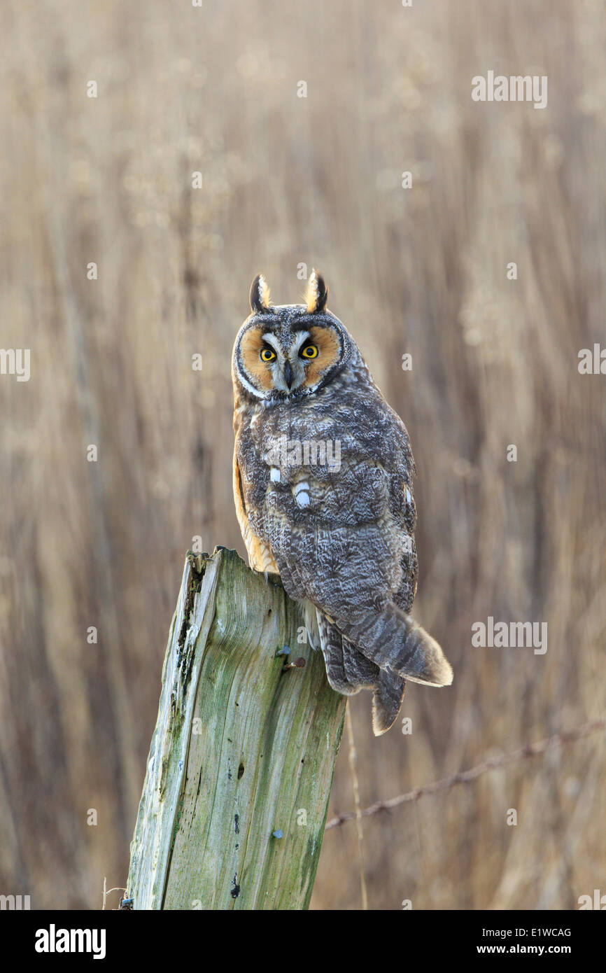 Waldohreule (Asio Otus), Boundary Bay, British Columbia, Kanada Stockfoto