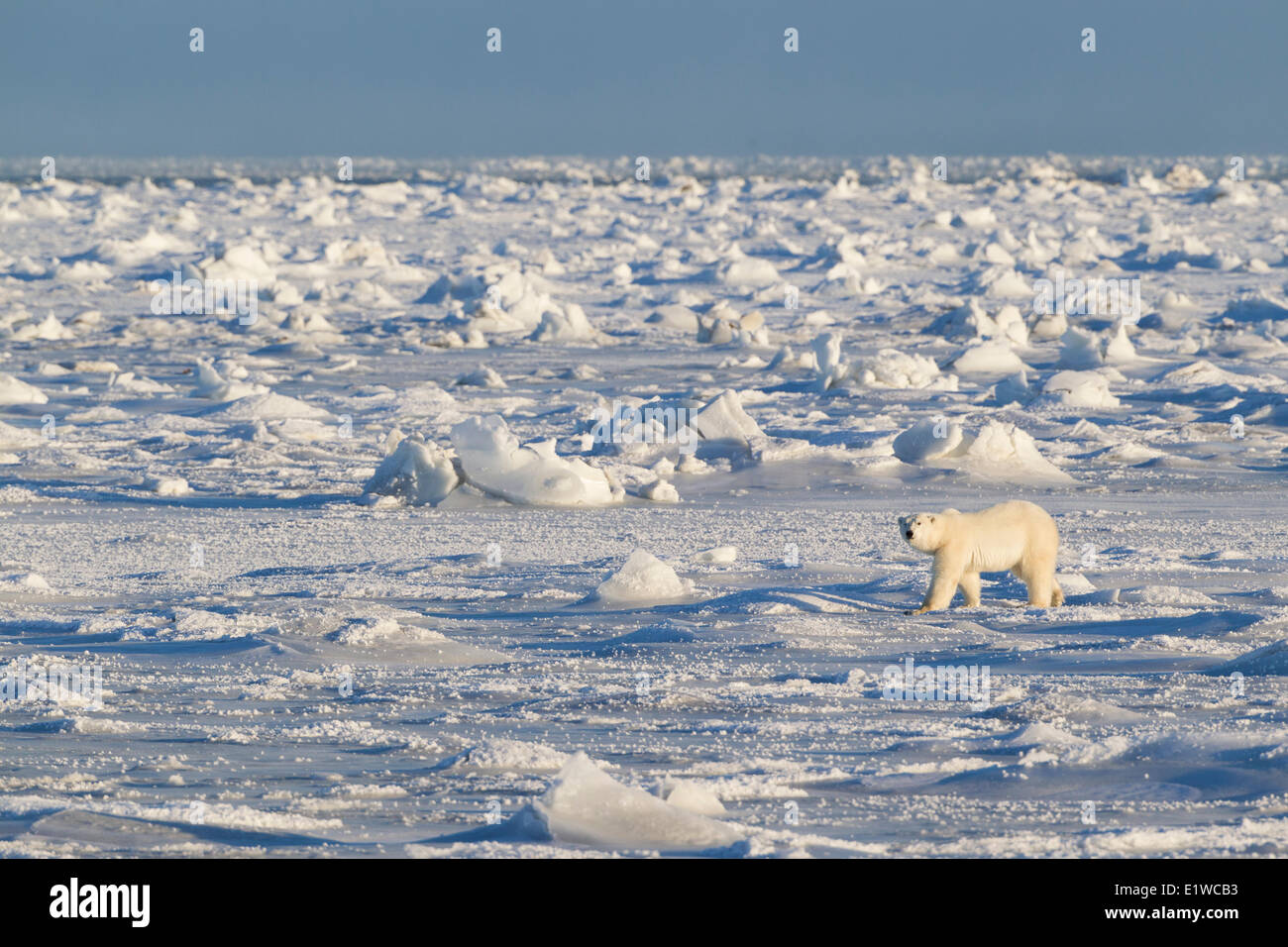 Eisbär (Ursus Maritimus), zu Fuß auf gefrorenen Gezeitenzone, Westküste Hudson Bay, südlich von Arviat, Nunavut, Kanada Stockfoto