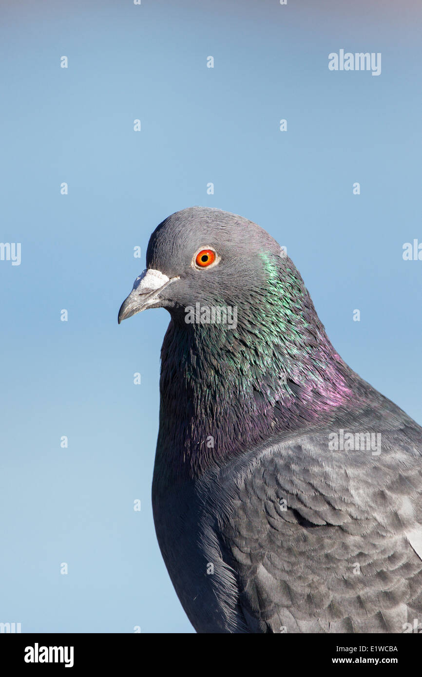 Felsentaube (Columba Livia), Reifel Migratory Bird Sanctuary, Delta, British Columbia, Kanada Stockfoto