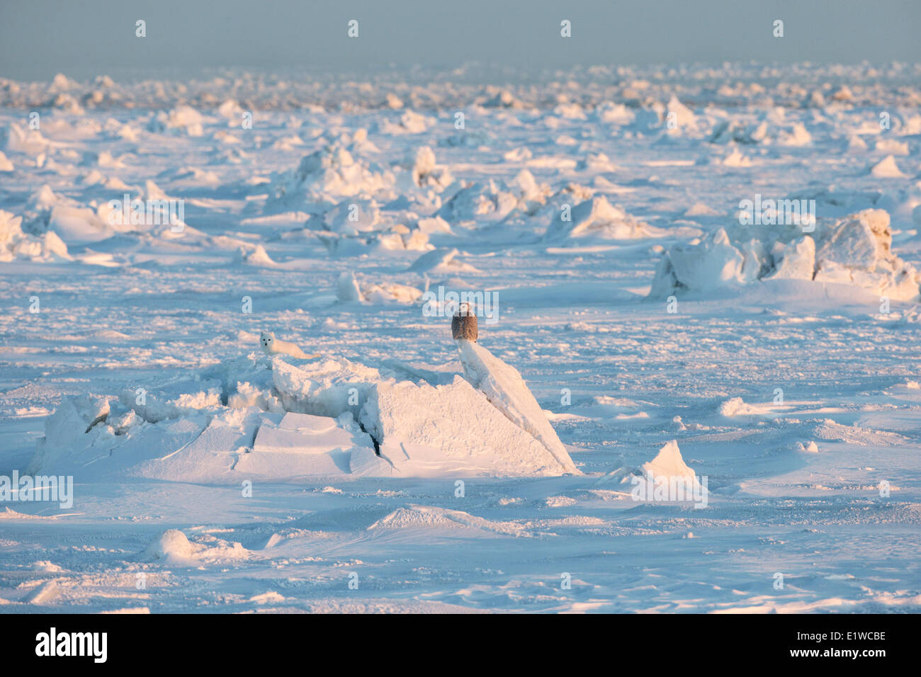 Schnee-Eule (Bubo Scandiacus) und Polarfuchs (Vulpes Lagopus), coast west Hudosn Bucht, südlich von Arviat, Nunavut, Kanada Stockfoto