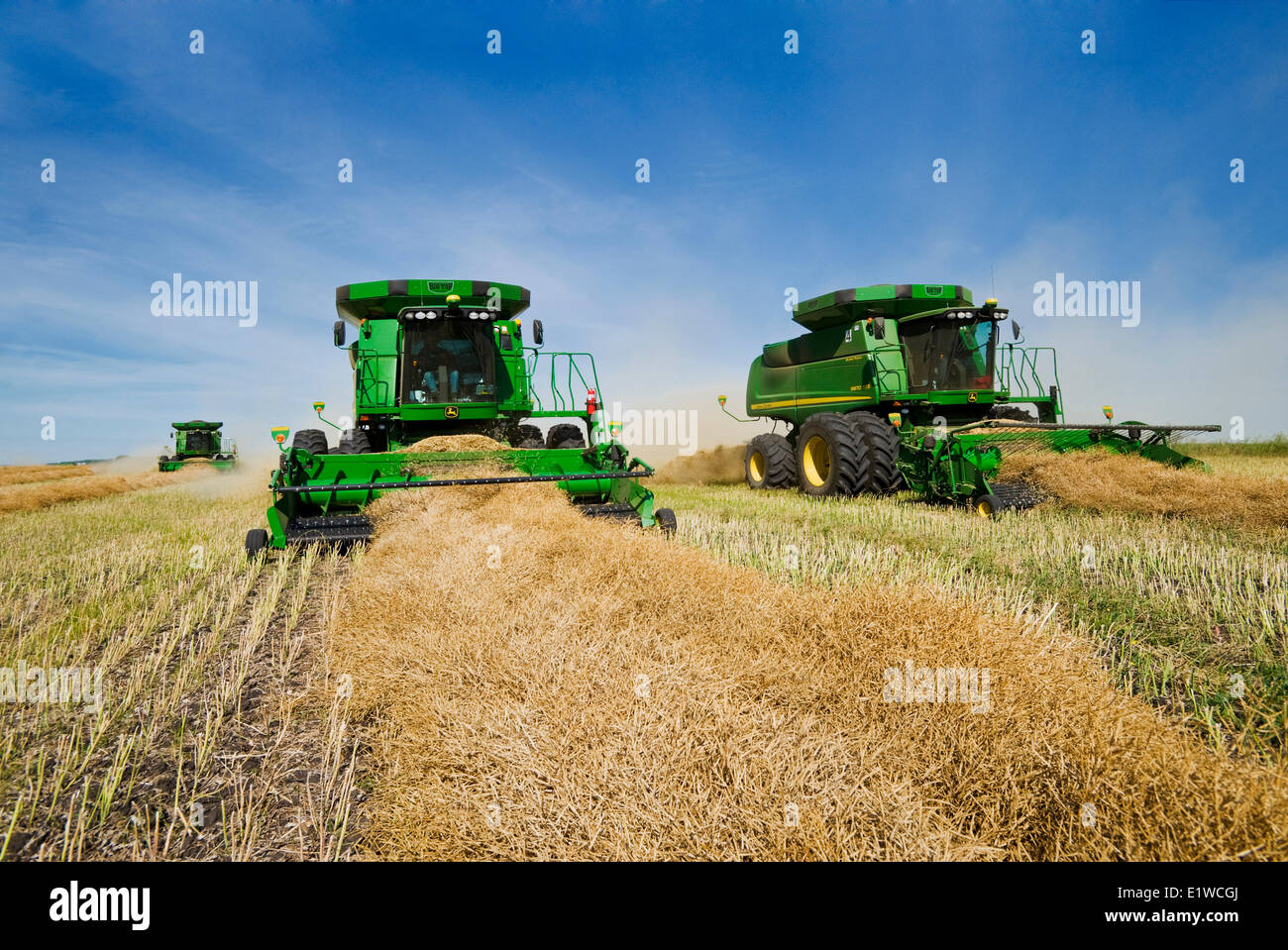 Kombinieren Sie Erntemaschinen arbeiten in einem gewendetem Raps-Feld in der Nähe von Kamsack, Saskatchewan, Kanada Stockfoto