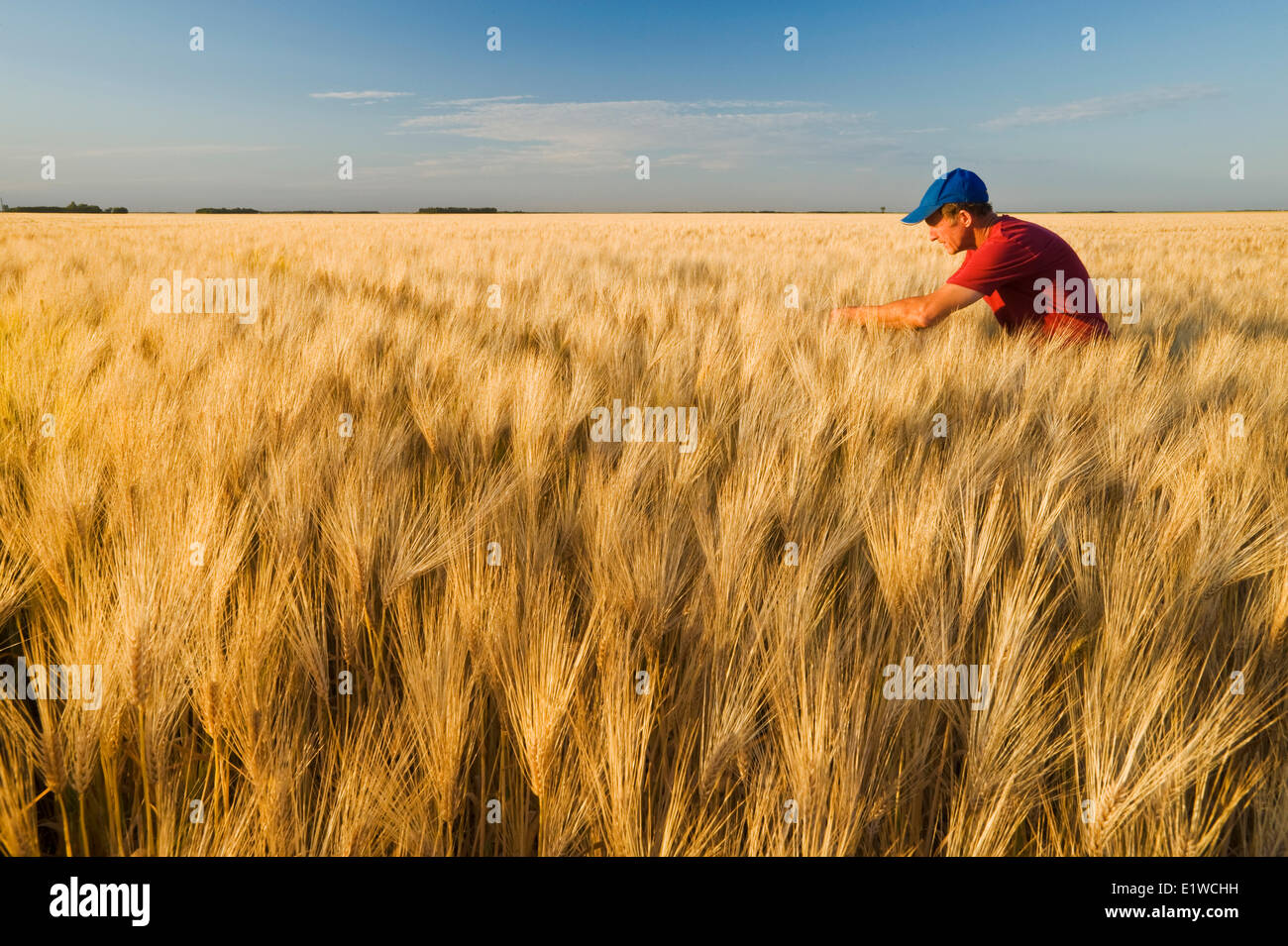 ein Landwirt in einem reifende Gerstenfeld in der Nähe von Carey, Manitoba, Kanada Stockfoto