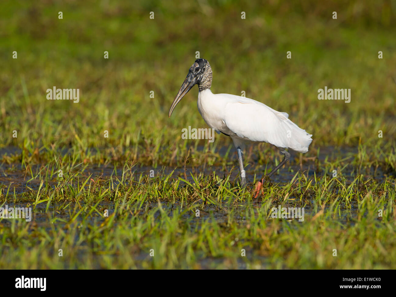 Holz-Storch (Mycteria Americana) - Kreis B Bar Reserve, Florida Stockfoto