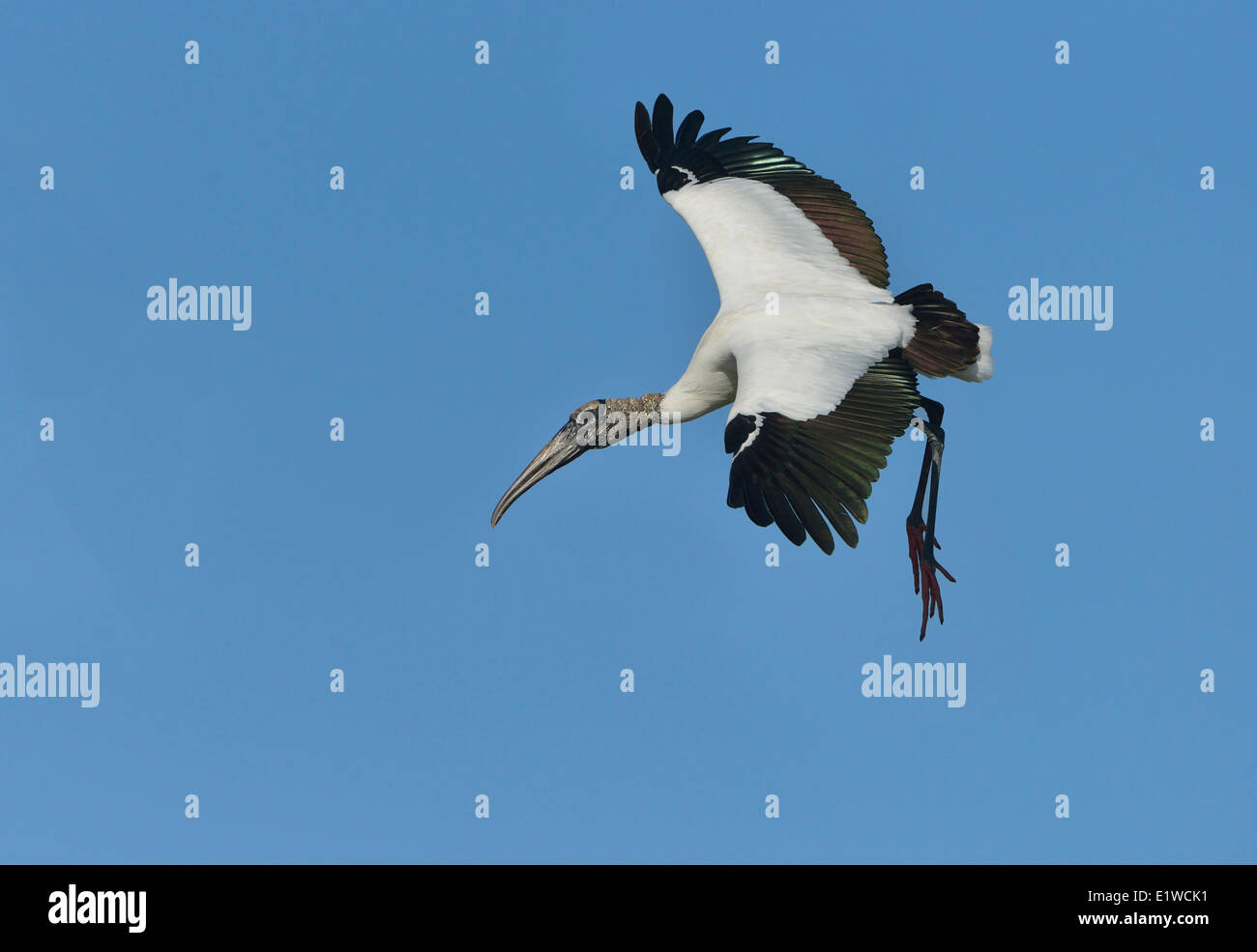 Holz-Storch (Mycteria Americana) - Kreis B Bar Reserve, Florida Stockfoto