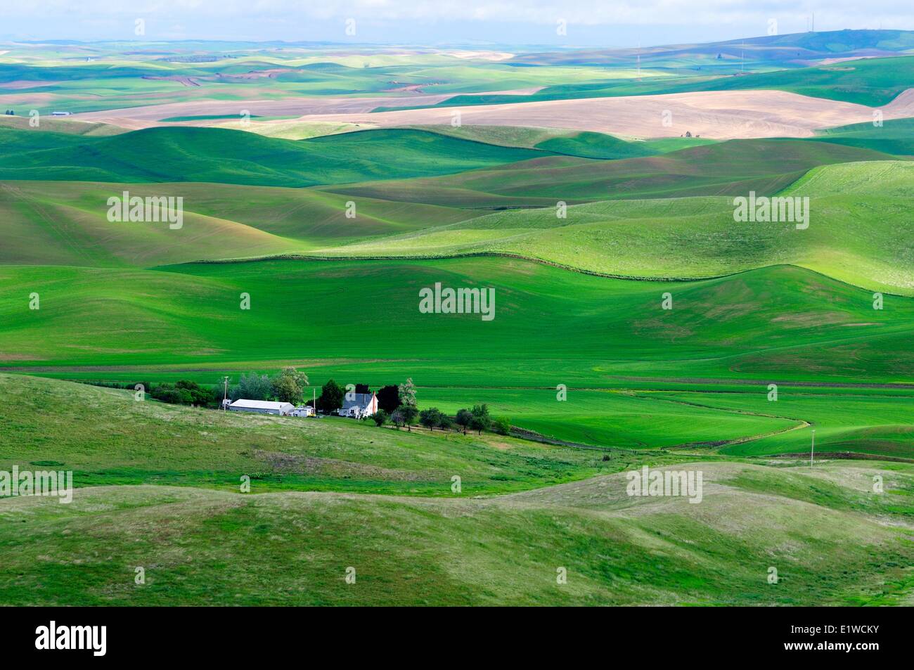 Ein Bauernhof und hügelige Ackerland in der Palouse Region im US-Bundesstaat Washington, USA. Stockfoto