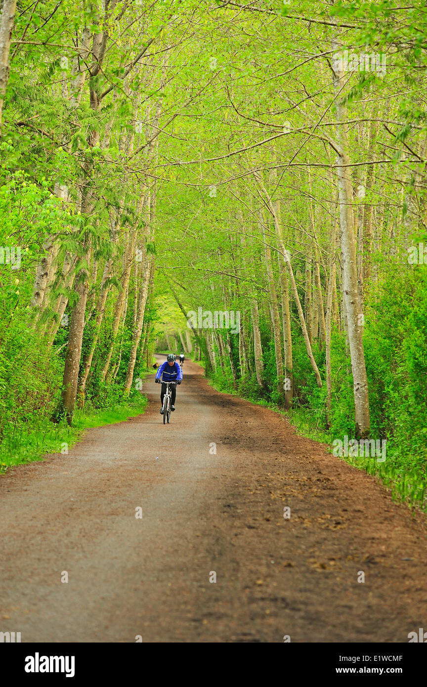 Lochside Trail mit roten Erlen Alnus Rubra, Saanich Peninsula, Vancouver Island, British Columbia, Kanada Stockfoto