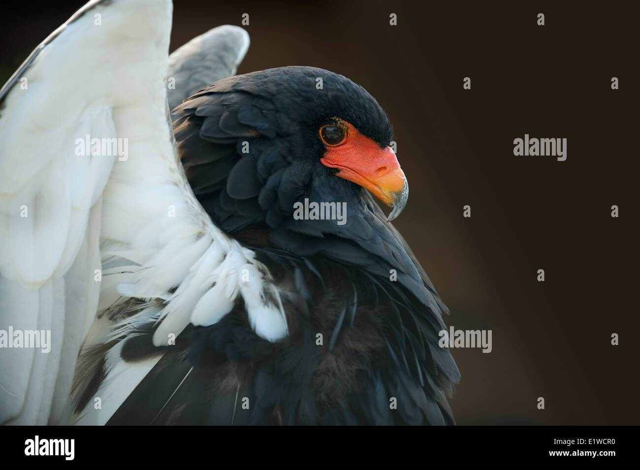 Bateleur, Porträt, Stockfoto