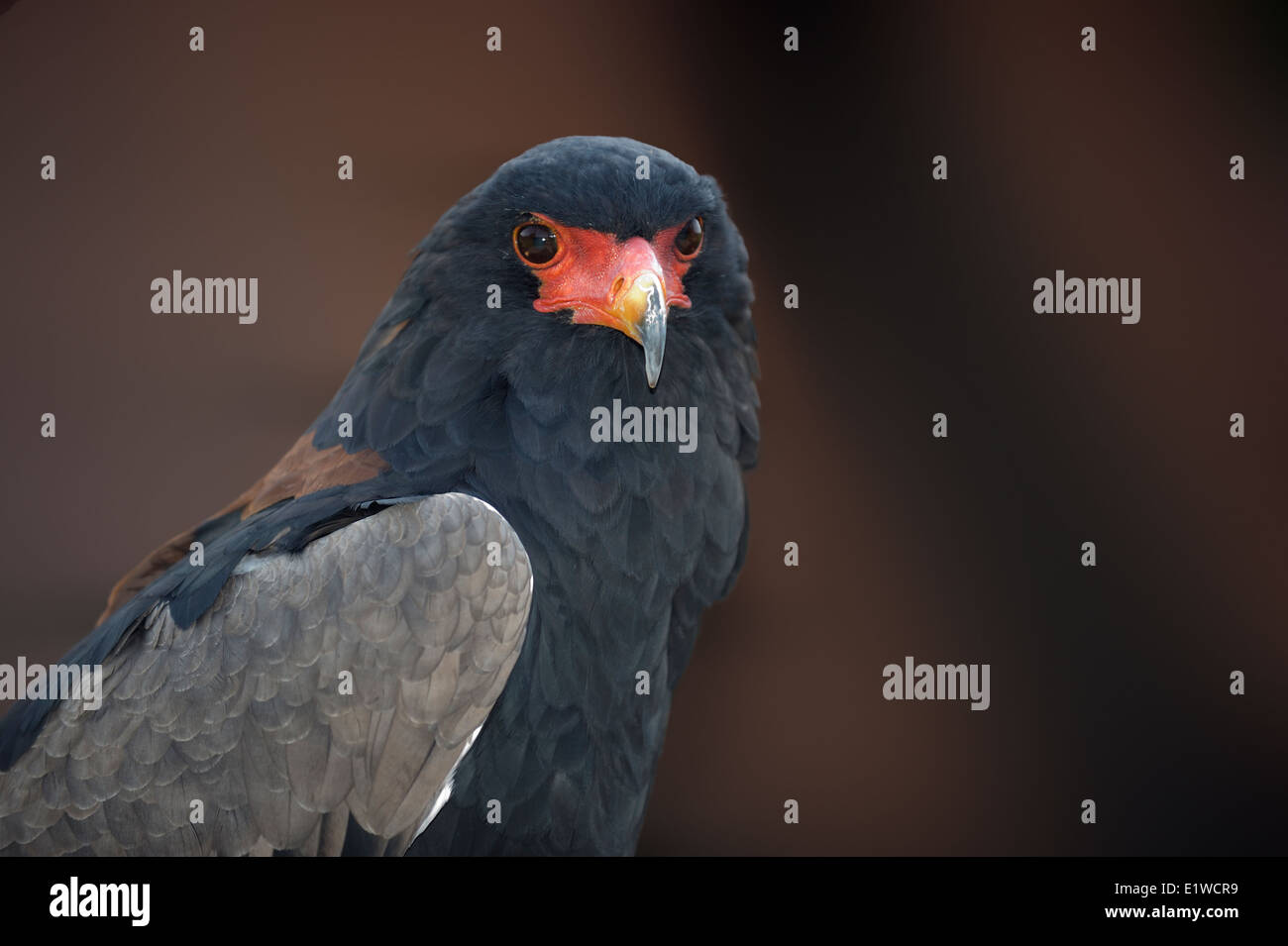 Bateleur, Porträt, Stockfoto