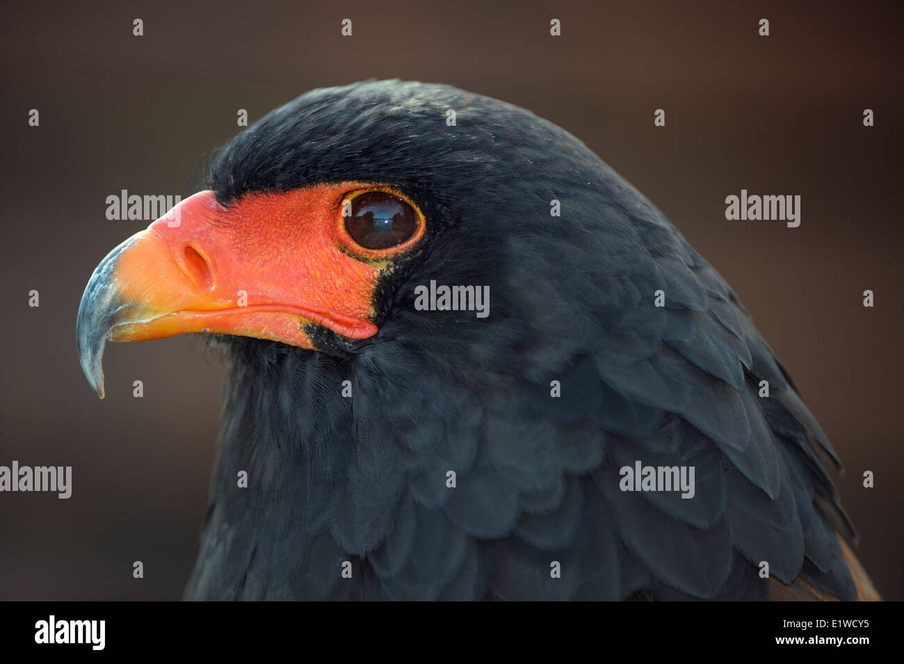 Bateleur, Porträt, Stockfoto