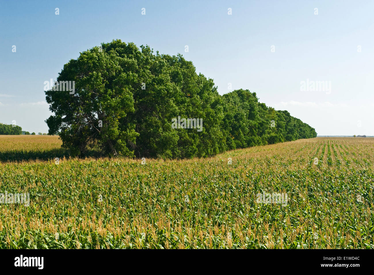 Mais (Mais füttern) Getreidefeld mit Shelterbelt im Hintergrund, in der Nähe von Niverville, Manitoba, Kanada Stockfoto