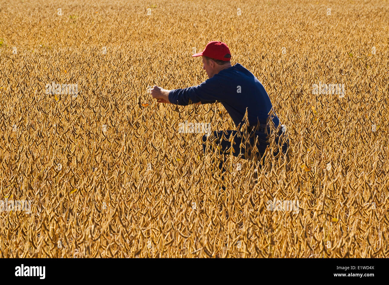 Sojabohnenschoten Fotos und Bildmaterial in hoher Auflösung Alamy