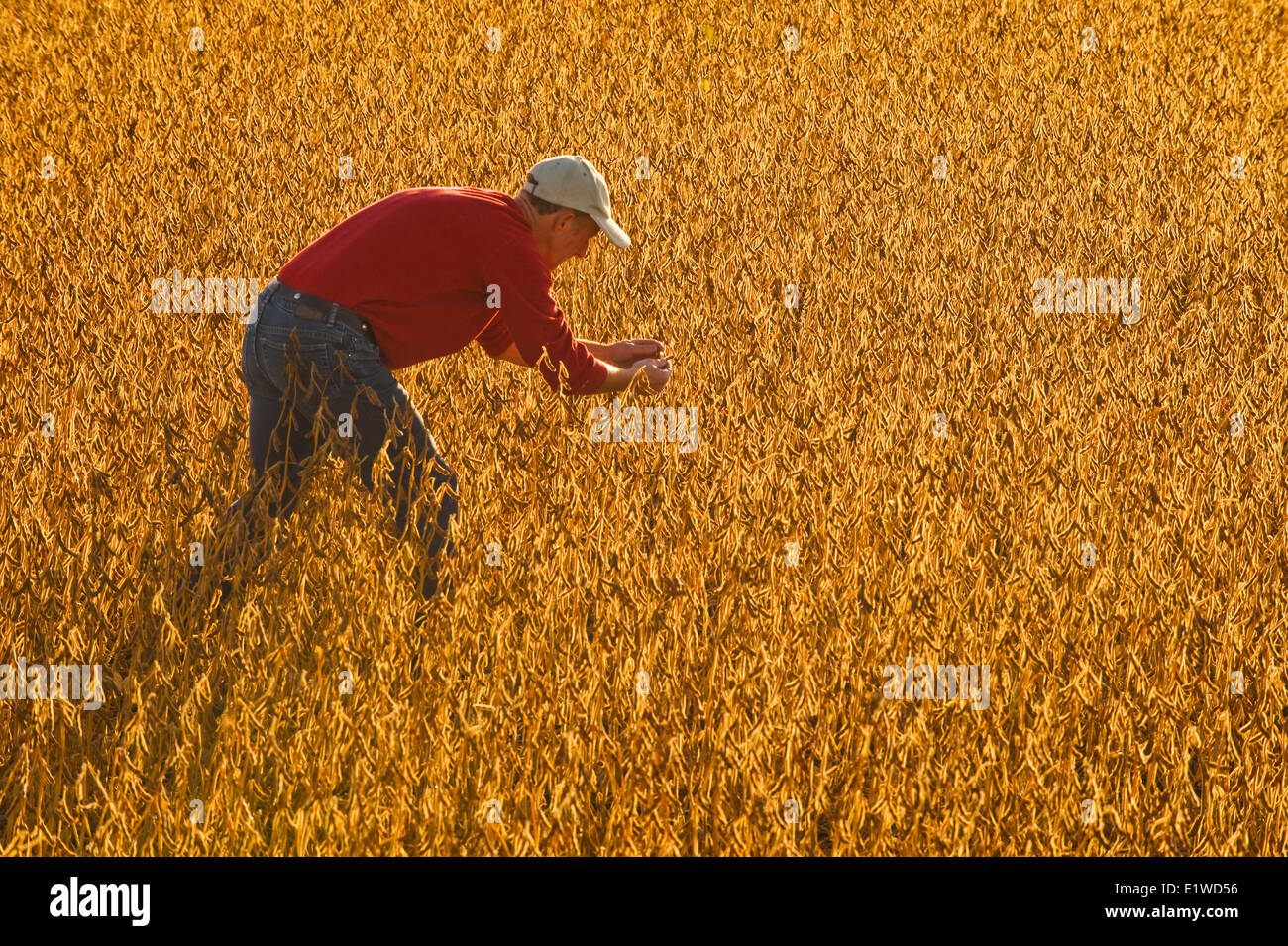 Sojabohnenschoten Fotos und Bildmaterial in hoher Auflösung Alamy