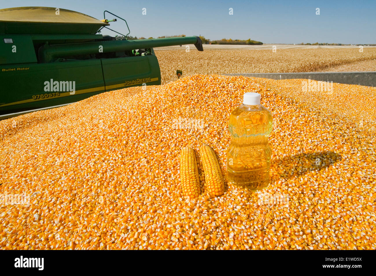 Getreide und Futtermittel Getreide und Mais-Öl in geernteten Mais Stockfoto