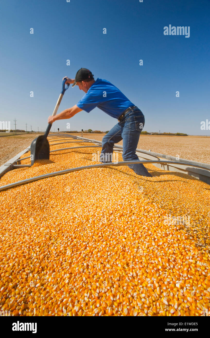 ein Mann Ebenen eine Ladung Getreide/Futtermittel Mais auf der Rückseite eine Korn-LKW während der Ernte in der Nähe von Niverville, Manitoba, Kanada Stockfoto