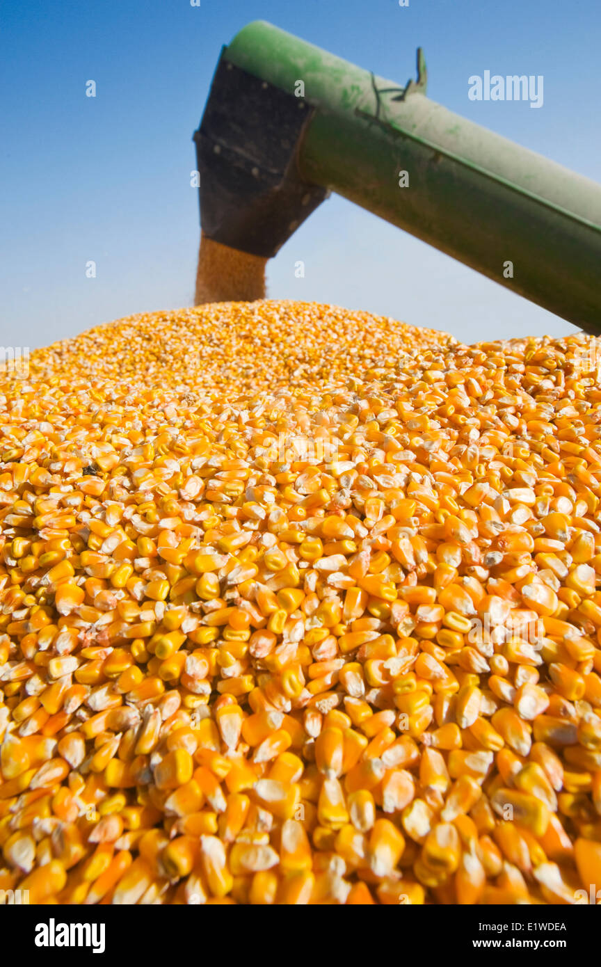 ein Korn Wagen mündet in einen Bauernhof LKW während der Futtermittel/Getreide Maisernte, in der Nähe von Niverville, Manitoba, Kanada Stockfoto