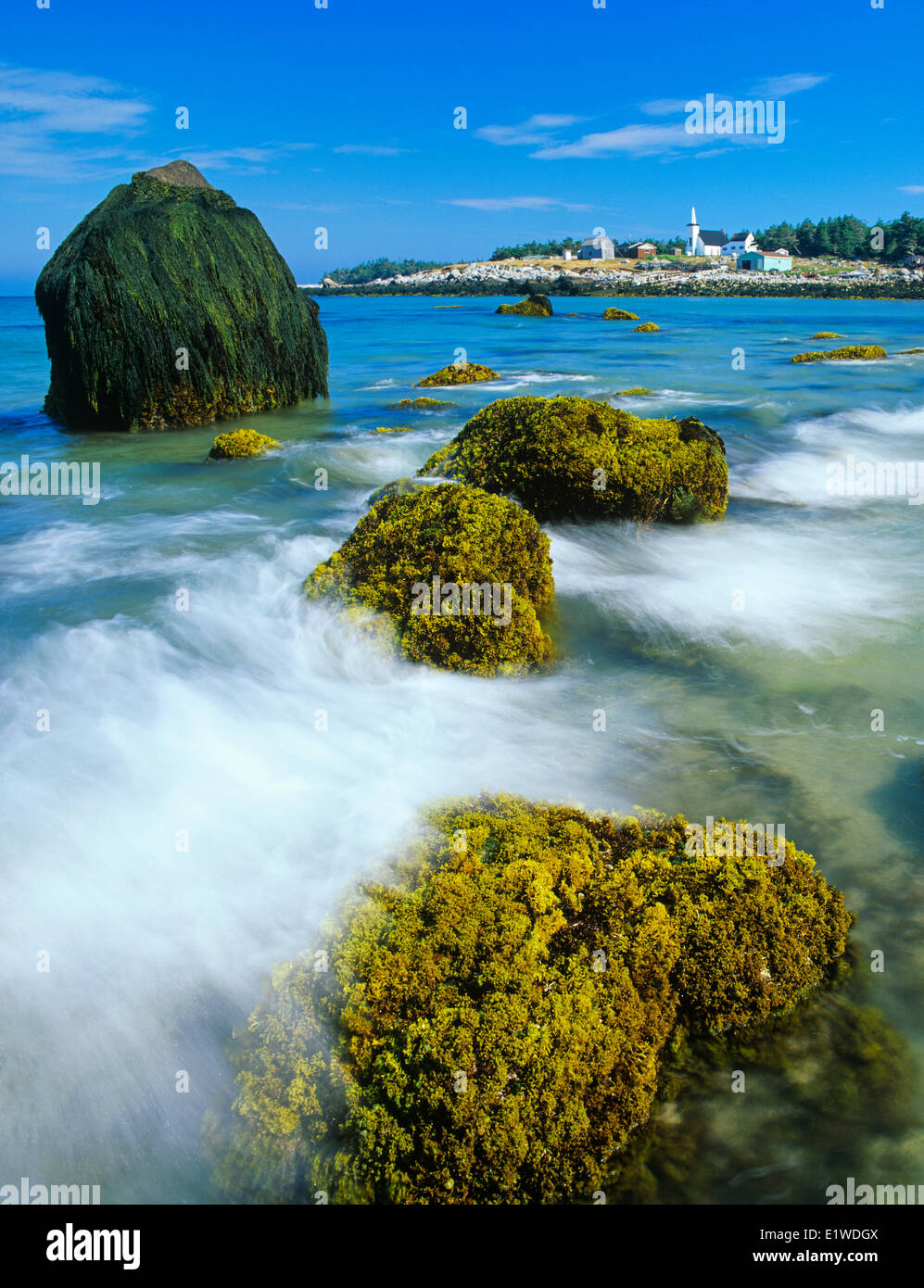 Irisch Moos oder Carrageen Moos, eine Alge (Chondrus Crispus), auf Felsen bei Ebbe, Seal Island, Nova Scotia, Kanada Stockfoto