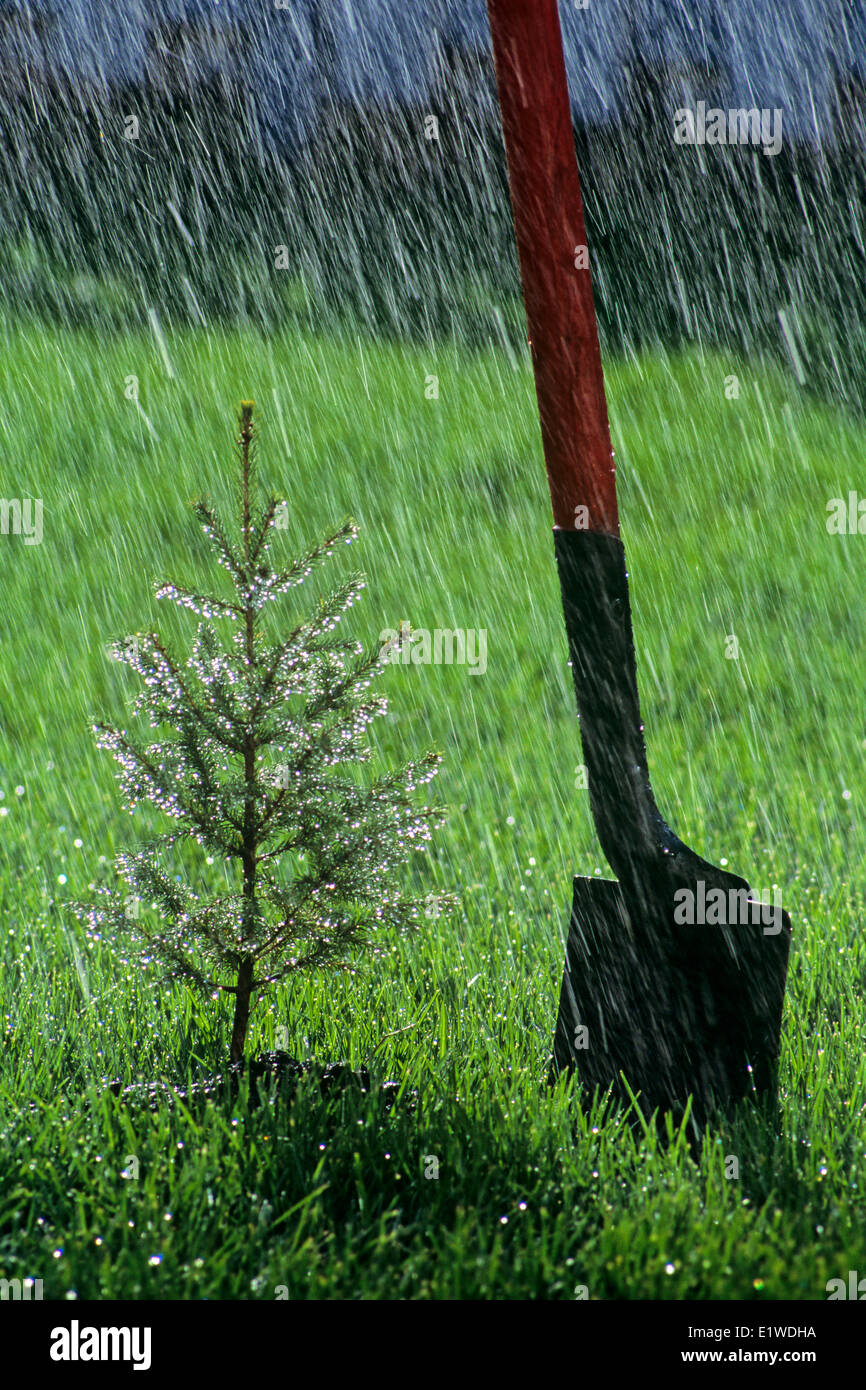 neu gepflanzten Fichte weiter, um im Regen, Winnipeg, Manitoba, Kanada zu Schaufeln Stockfoto