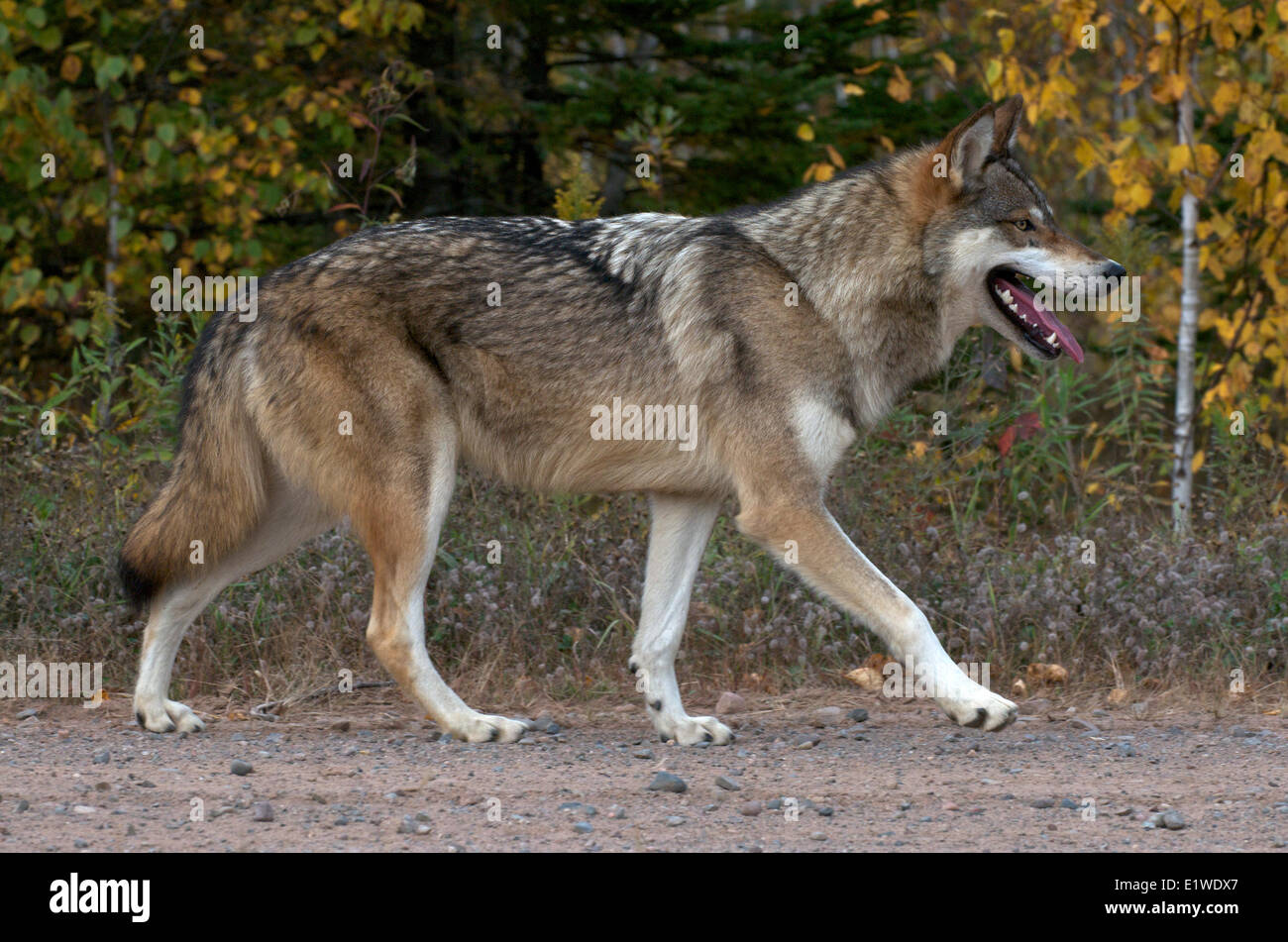 Holz oder grauer Wolf am Rand des Waldes, Kies Strassenrand entlang bewegen. (Canis Lupus); Minnesota; Vereinigte Staaten von Amerika Stockfoto