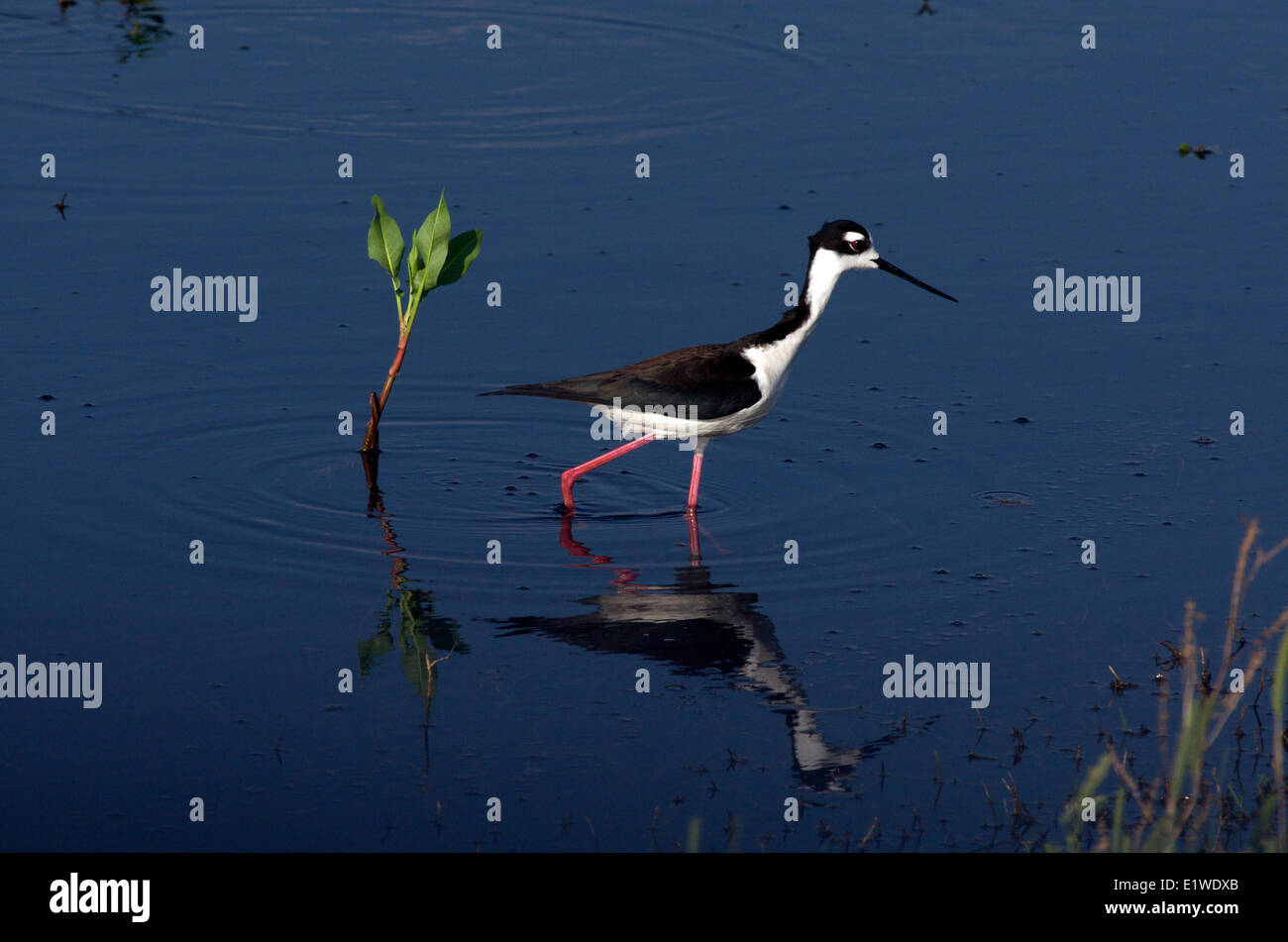 Schwarzhals-Stelzenläufer (Himantopus Mexicanus) bei Cameron Prairie National Wildlife Refuge, Louisiana, Vereinigte Staaten von Amerika Stockfoto