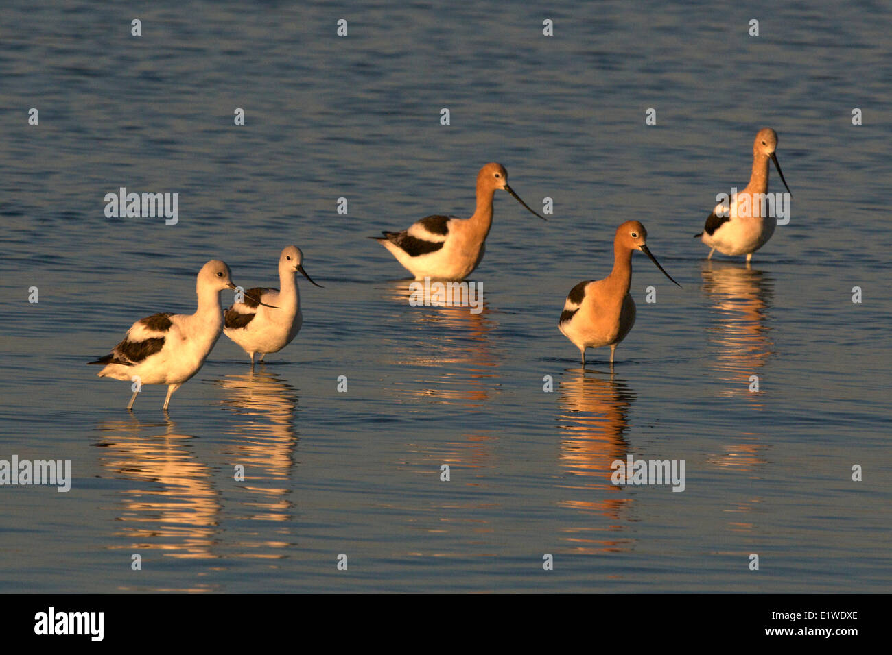 Amerikanische Säbelschnäbler (Recurvirostra Americana), entlang Intracoastal Waterway, Cameron, Louisiana, Vereinigte Staaten von Amerika Stockfoto