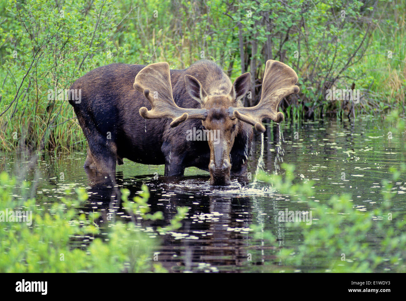 Elch (Alces Alces) Männchen, Ontario, Kanada. Stockfoto