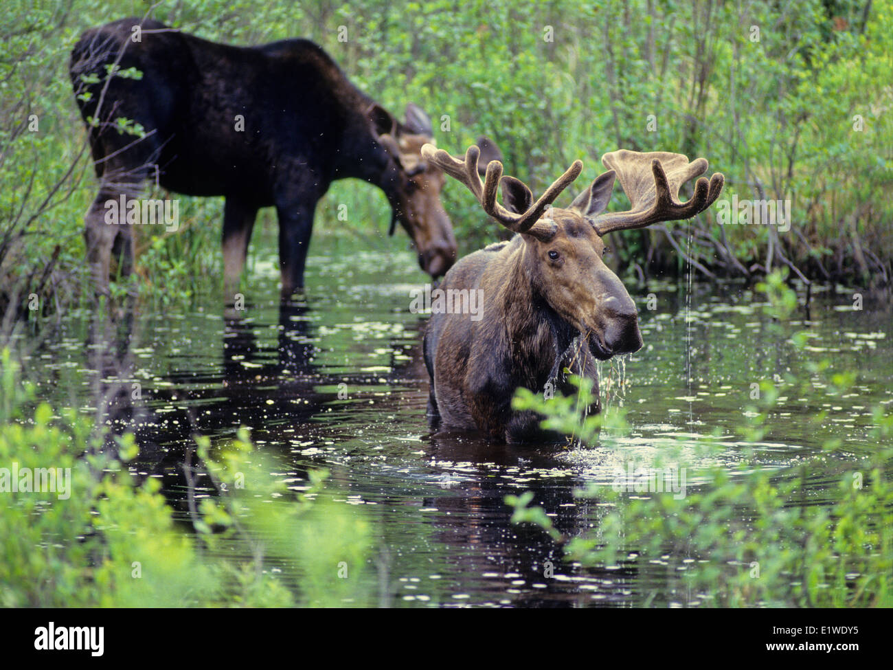 Elch (Alces Alces) Männchen, Ontario, Kanada. Stockfoto