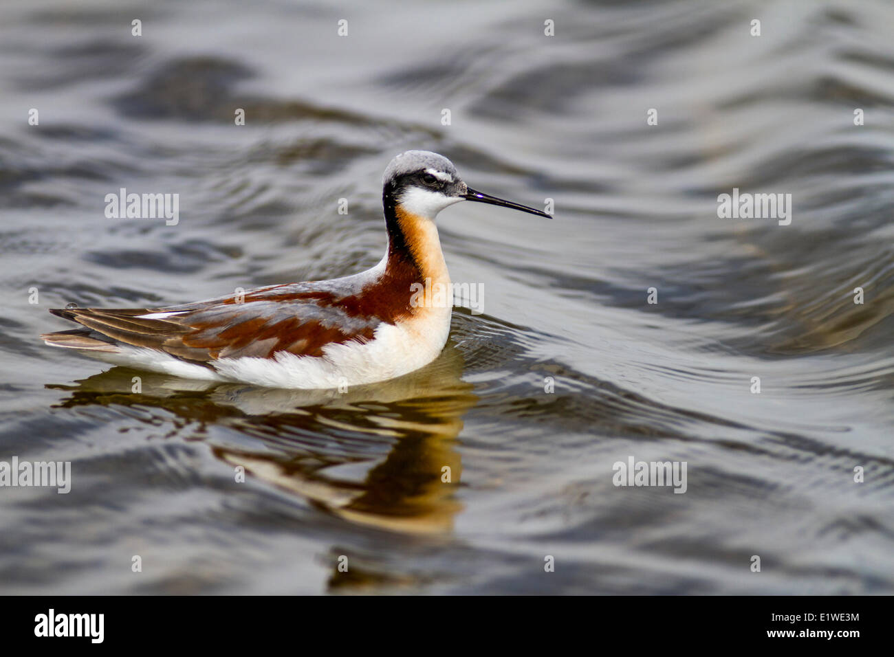 Wilson's Phalarope weiblich (Phalaropus Tricolor) schwimmen. Unkraut-Lake, Alberta, Kanada Stockfoto