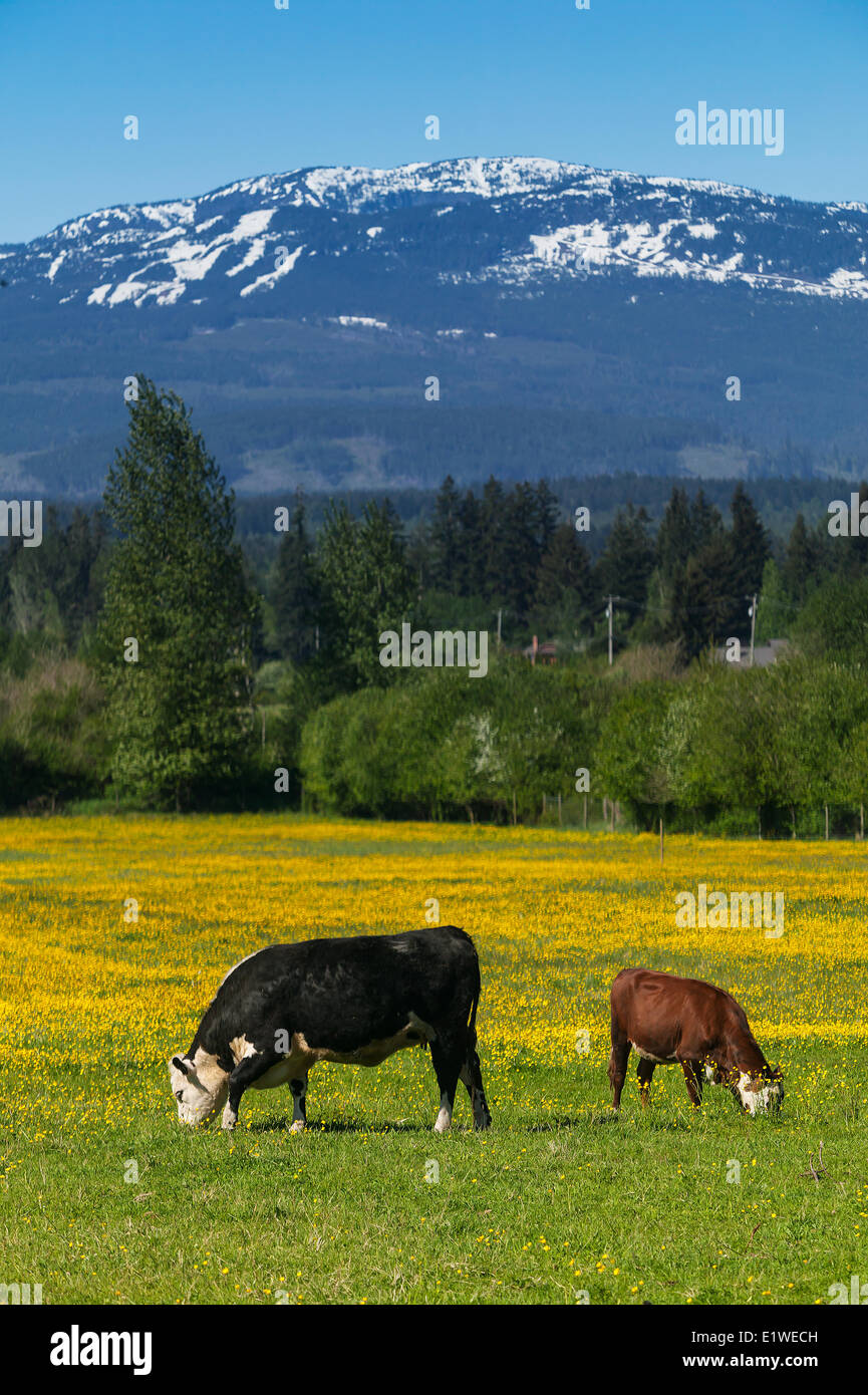 Kühe in einem Feld mit Backgound Forbidden Plateau Overhead.  Black Creek Comox Valley Vancouver Island British Stockfoto