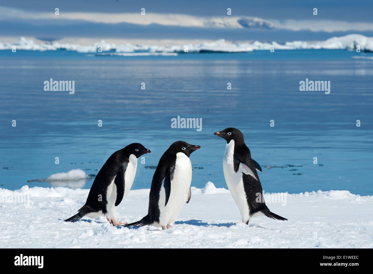 Adelie-Pinguine (Pygoscelis Adeliae) Bummeln durch den Eisrand, Petrel Insel, antarktische Halbinsel Stockfoto