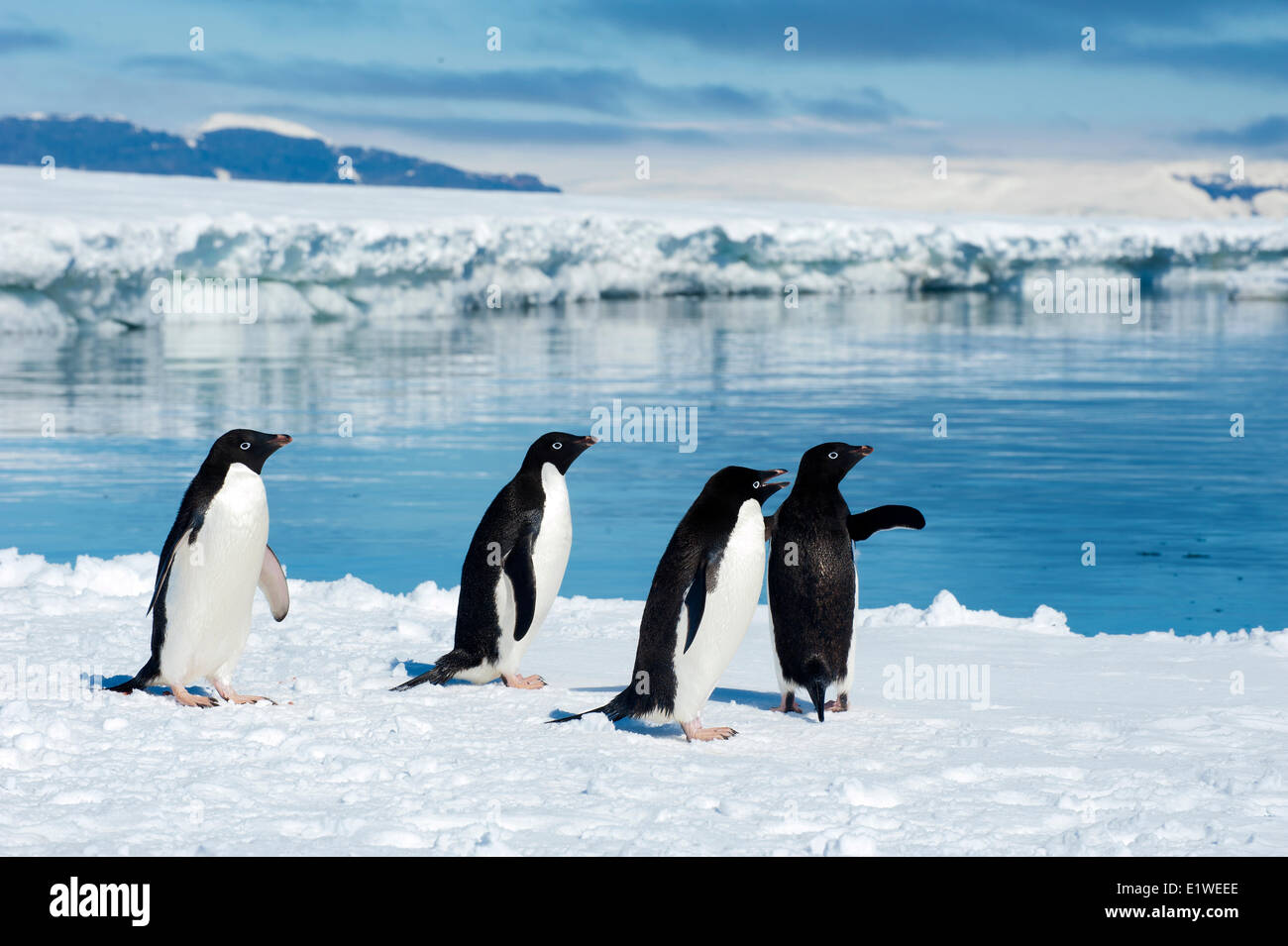 Adelie-Pinguine (Pygoscelis Adeliae) Bummeln durch den Eisrand, Petrel Insel, antarktische Halbinsel Stockfoto