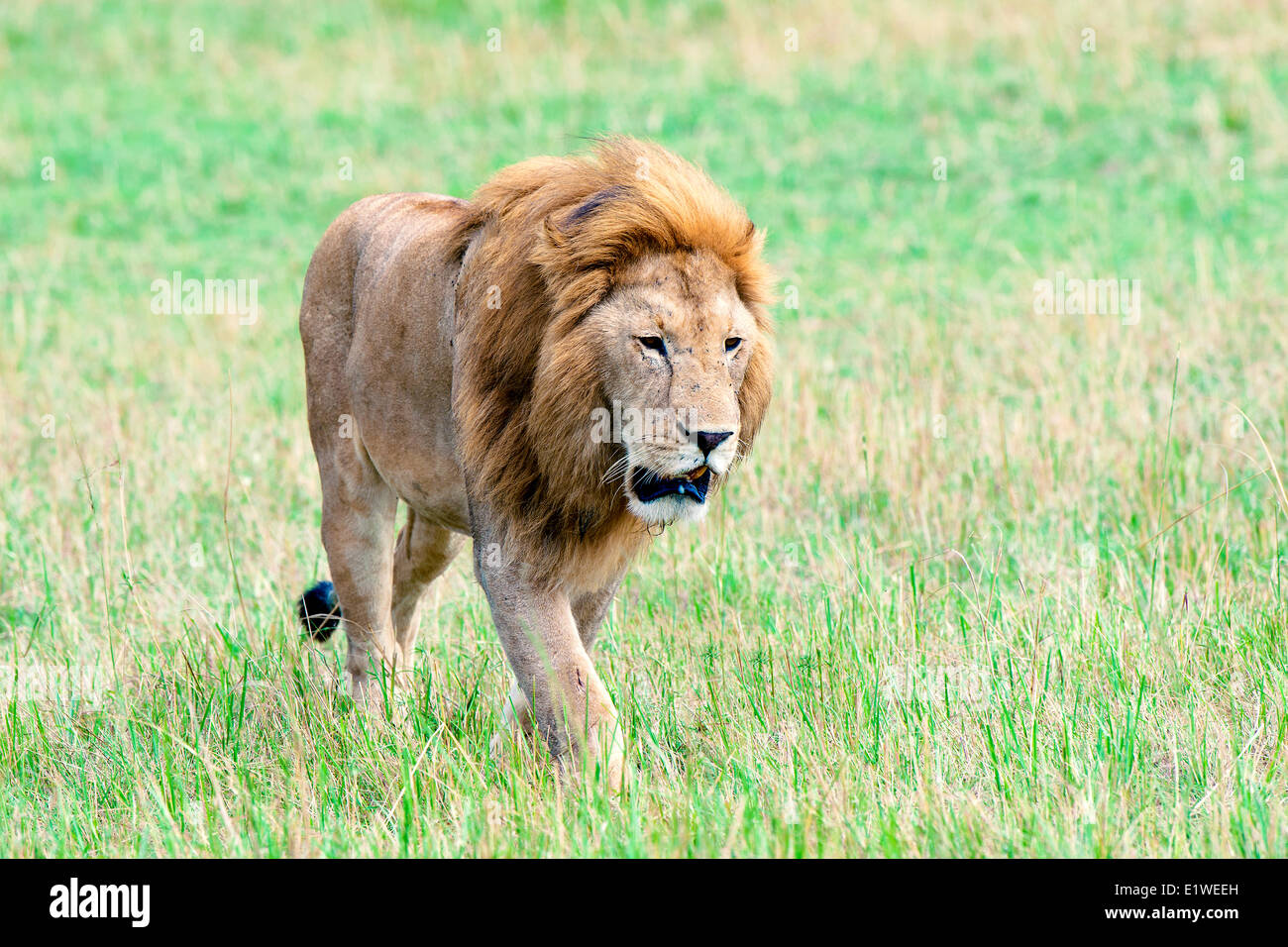 Männlichen afrikanischen Löwen (Panthera Leo), Masai Mara Game Reserve, Kenia, Ostafrika Stockfoto